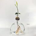 DecorBites™ Avocado Seed Starter Hydroponic Vase
