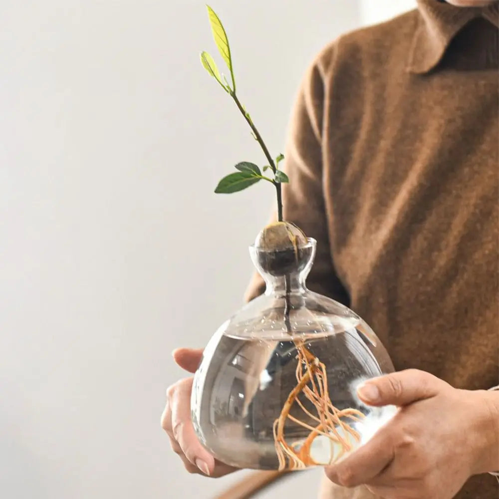 DecorBites™ Avocado Seed Starter Hydroponic Vase