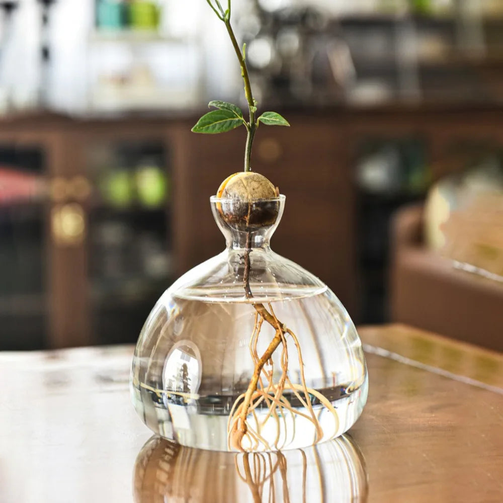 DecorBites™ Avocado Seed Starter Hydroponic Vase