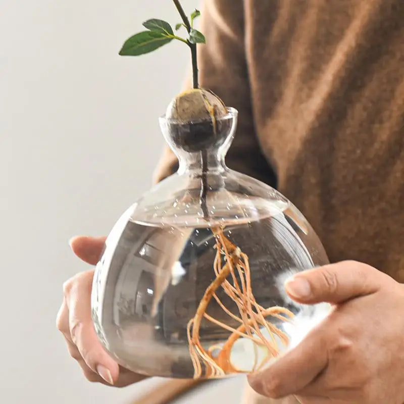 DecorBites™ "Hydroponic Avocado Seed Cultivation Vase"