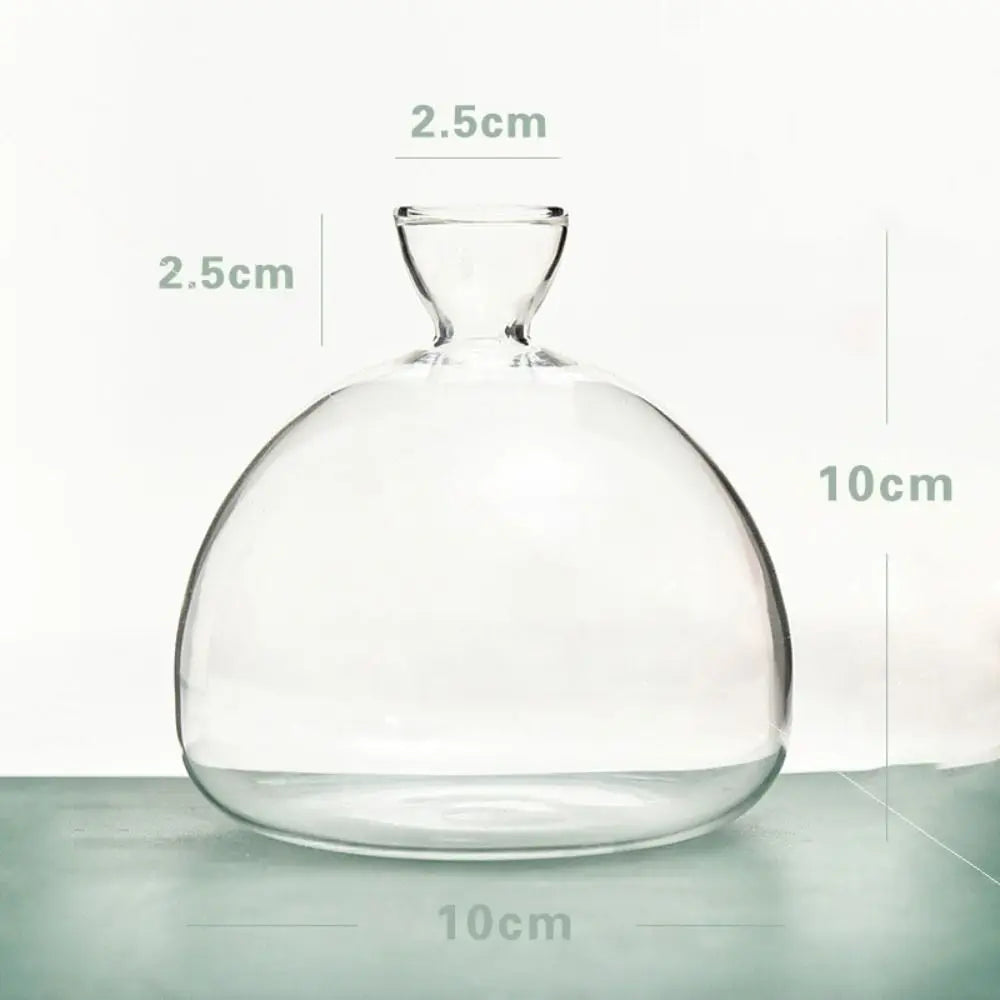 DecorBites™ Hydroponic Avocado Starter Kit - Gift-ready