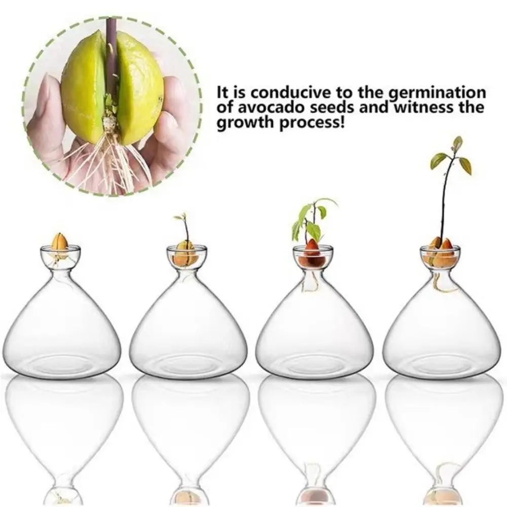 DecorBites™ Hydroponic Avocado Starter Kit - Gift-ready