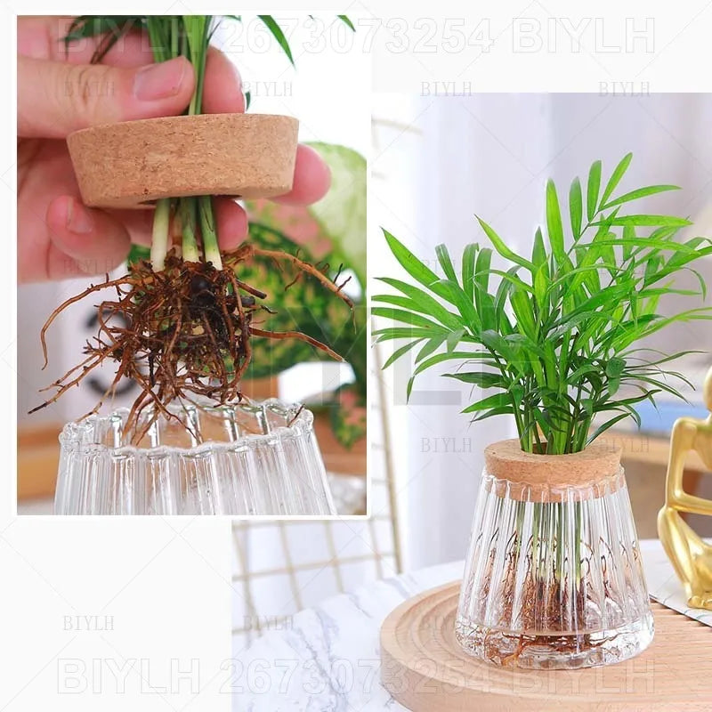 DecorBites™ Hydroponic Glass Flower Pots - Set of 2