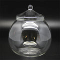 DecorBites™ Moss Ball Glass Vase for Desktop Decor